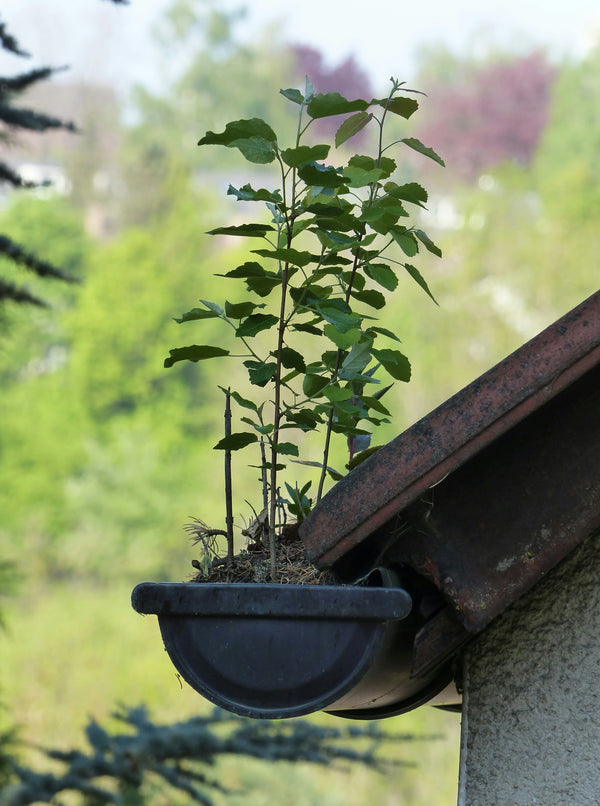 Sunshine, BBQs and… overflowing gutters? The spring reality nobody talks about