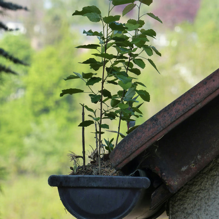 Sunshine, BBQs and… overflowing gutters? The spring reality nobody talks about